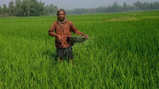 একজন কৃষক একটি গামলা থেকে সবুজ ফসলের ক্ষেতে সার ছিটাচ্ছেন