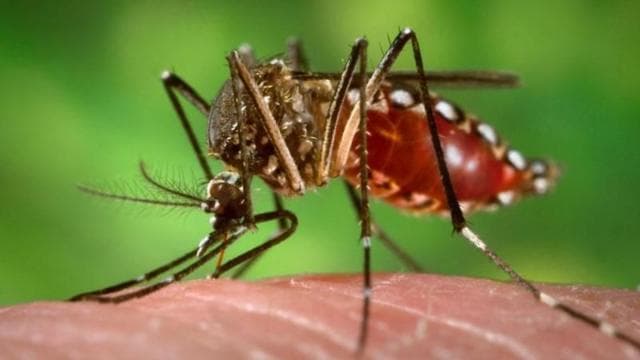 ডেঙ্গি বা ডেঙ্গু রোগের বাহক এডিস মশা।