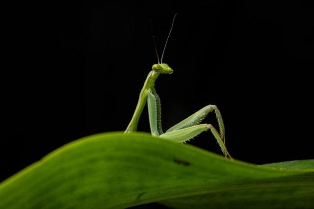 অবসর কাটানো ম্যান্টিস